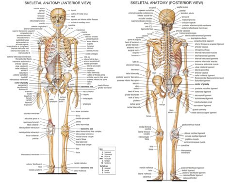 206 Bones Of The Human Skeleton But We Start With 270 Bones Santa