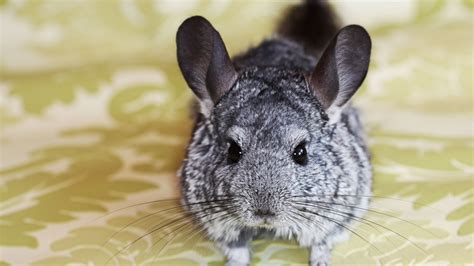 43 HQ Photos Chinchilla Pet For Sale Uk - Chinchilla Rodents Rehome Buy 