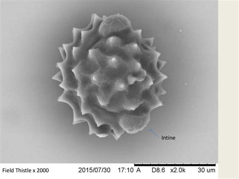 Pollen Photos Using A Scanning Electron Microscope