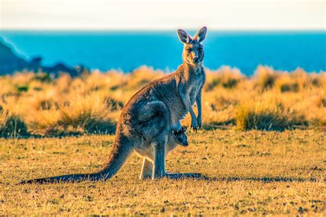 7 Fun Facts About Kangaroos — Woofpurnay Veterinary Hospital