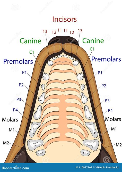 Anatomical Structure Of The Upper Jaw Of The Dog The Location And The