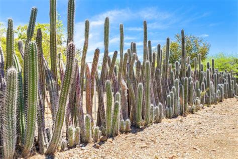 Cactus Plants As Hedge Or Fence Around Garden Stock Photo Image Of