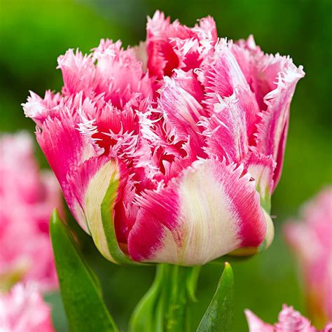 Maybe you would like to learn more about one of these? Tulip Flower Seeds, Multi-Color Options, Rare Color 100pcs ...