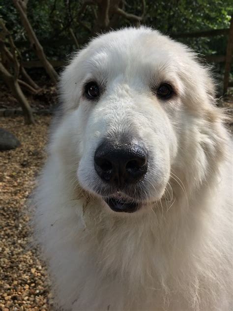 The great pyrenees is also known as the pyrenean mountain dog. Great Pyrenees Pictures and Informations - Dog-Breeds.com