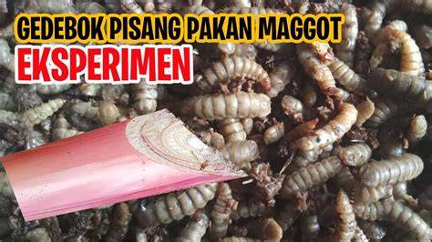 Gedebog Pisang Untuk Pakan Maggot Bsf Maggot Pakan Ternak Youtube