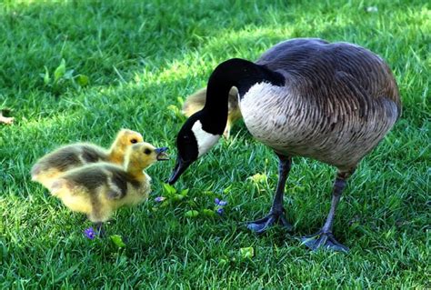 The canada goose (branta canadensis) is a large wild goose species with a black head and neck, white patches on the face, and a brown body. Geese Removal Services - Columbus, OH - Buckeye Pest Solutions