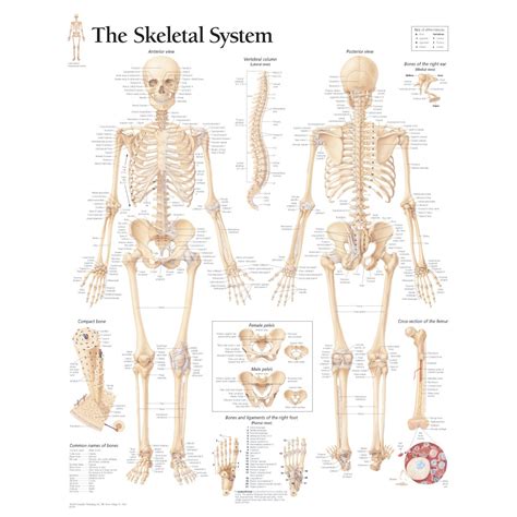 Labeled Human Skeletal System Anatomical Chart