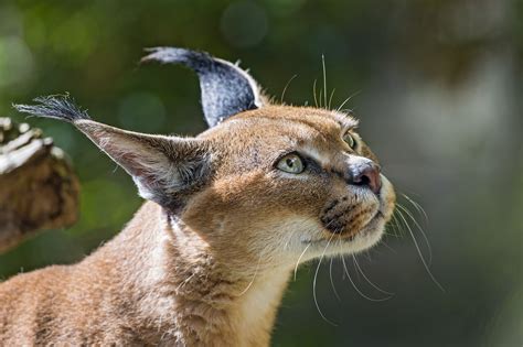 Caracal Computer Wallpapers Desktop Backgrounds