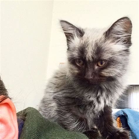 Rescued Kitten With Unusual Colored Fur Grows Back His True Colors