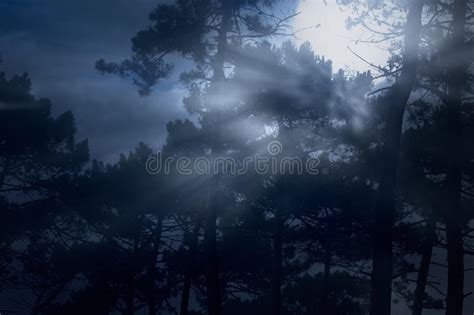 Full Moon In Misty Dark Forest Stock Photo Image Of Forest Full