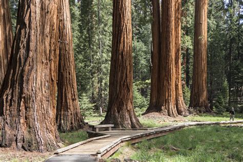 Uncovering The Wonders Of The Giant Sequoias Awe Inspiring Living