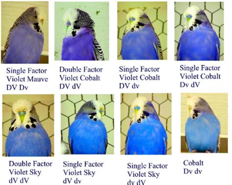 Budgerigar Color Chart Good Day Is A Day All Your Birds Are Happy And