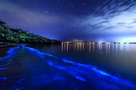 Fajardo Puerto Rico Beach Bioluminescent Bay Beach At Night