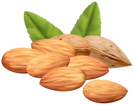 Free Nuts Cliparts Download Free Nuts Cliparts Png Images Free