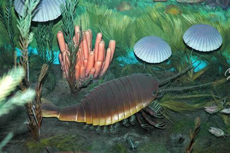 Diorama Of The Burgess Shale Biota Middle Cambrian Sid Flickr