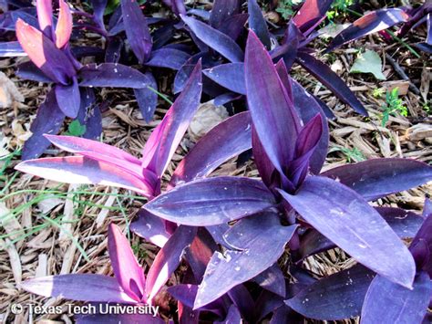 Purple Heart Setcreasea Herbaceous Plant Finder Comprehensive