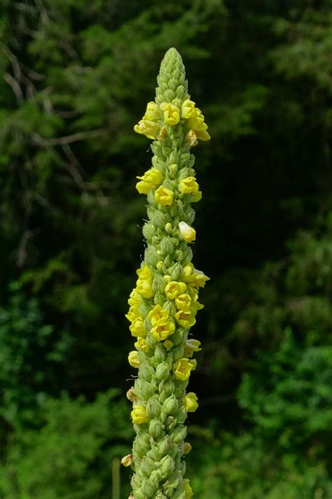 Verbascum Thapsus Wildflowers Of The National Capital Region