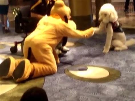 Video Guide Dog Meets Pluto On Board Disney Cruise Ship The Independent