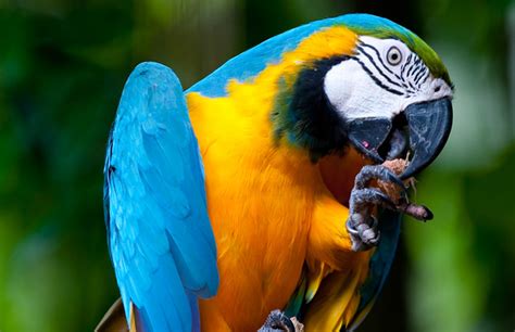 You can easily achieve alignment accuracy better than 1 arcmin in 5 minutes of time. Parrot | Jungle Emperor Leo Wiki | FANDOM powered by Wikia