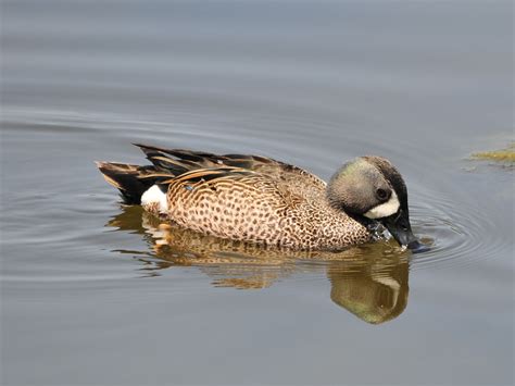 The Online Zoo Blue Winged Teal