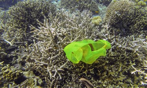 11 Billion Pieces Of Plastic Trash Are Sickening The Worlds Coral