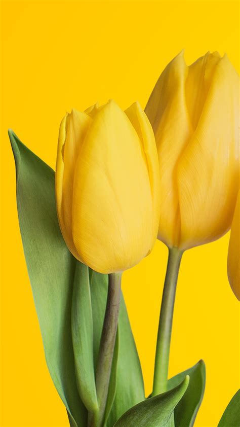 Yellow Tulips 4k Wallpapers Hd Wallpapers Id 25245