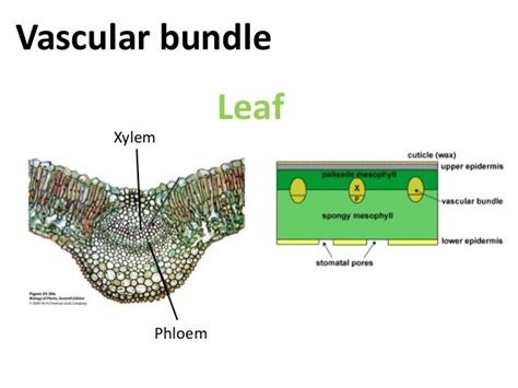 Vascular Bundle In Leaf Angiosperm Morphology Phloem In Central