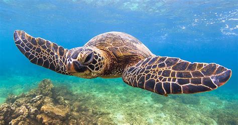 Maui Snorkeling Trips Molokini Crater And Turtle Town Tours Sea