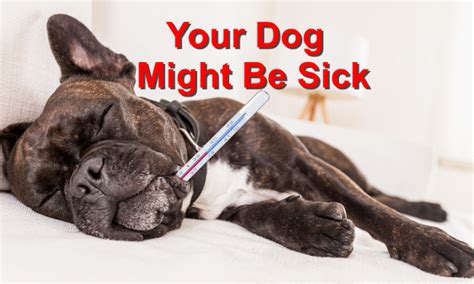Symptoms That Indicate Your Dog Might Be Sick Local Value Veterinary