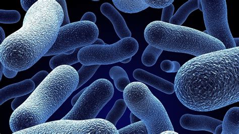 Bacteria Wallpapers Top Free Bacteria Backgrounds Wallpaperaccess