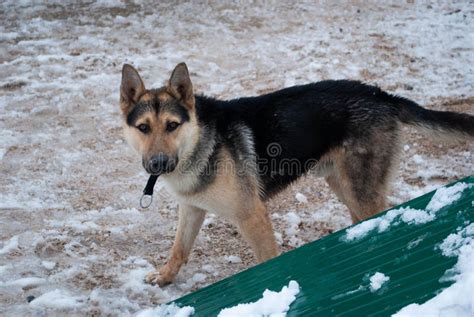 German Shepherd Dog Looking At The Camera In The Snow Stock Image