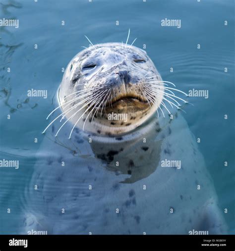 Seals At Canadian Pacific Coast Stock Photo Alamy
