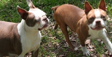 The main thing to remember is to not scratch at … august 27, 2018boston terrier. Boston Terrier Breeders Near Me | Pitbull Puppies