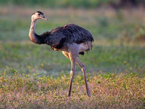 Return of Bird of the Week: Greater Rhea : The Mudflats | Interesting ...