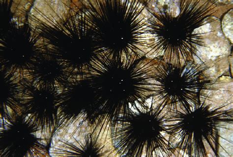 Th E Sea Urchin Diadema Setosum An Indo Pacifi C Newcomer In The