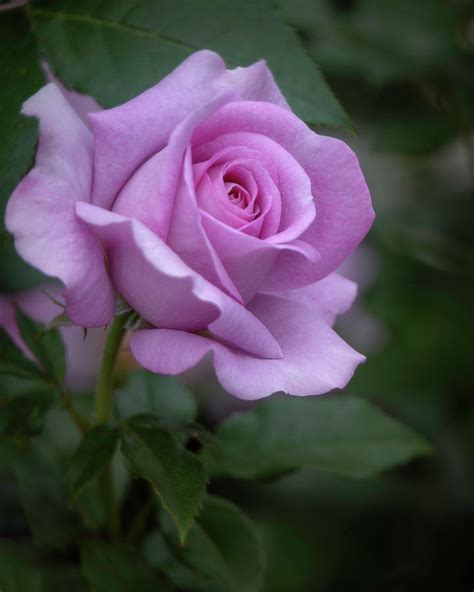 Lavender Rosebud Photograph By Teresa Wilson Fine Art America