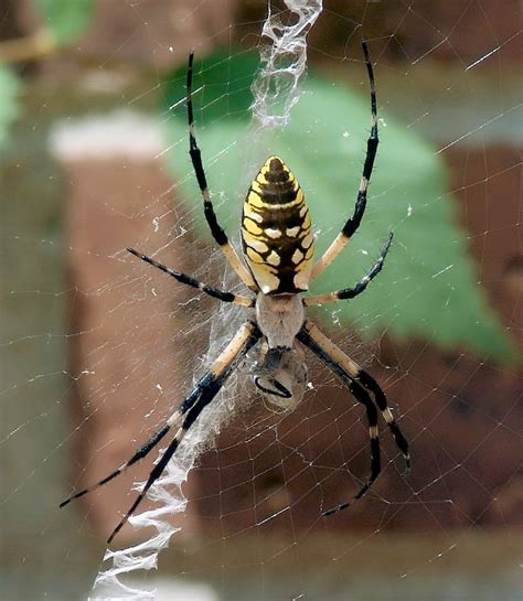 Nc Garden Spider Photo
