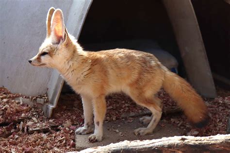 Keeping And Caring For Fennec Foxes As Pets