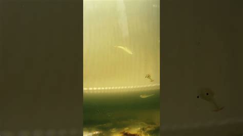 Beavertail Fairy Shrimp Swimming Around Youtube