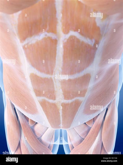 Medically Accurate Illustration Of The Abdominal Muscles Stock Photo