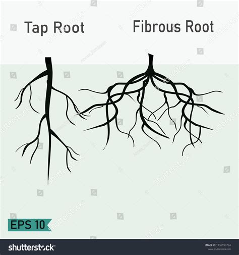 Taproot Fibrous Roots Flat Style Illustration Stock Vector Royalty