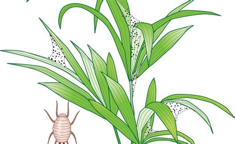 Obwohl milben einen wertvollen beitrag zur verbesserung der böden leisten, sind nicht alle arten in der landwirtschaft gerne gesehen. Spinnmilben an Zimmerpflanzen bekämpfen | Spinnmilben ...