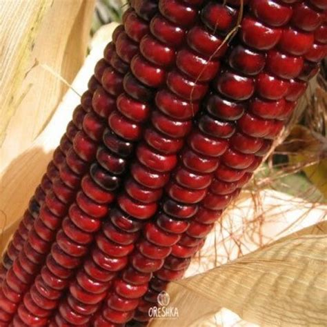Colored Corn Ruby 10 Pcs Fresh Seeds Etsy