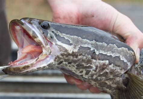 Kayak Defense Confronting Snakeheads In The Water Ozark