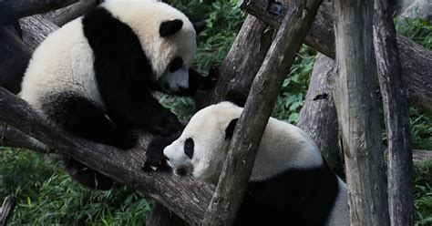 Pandas Sing To Each Other Before And During Sex A New Study Finds