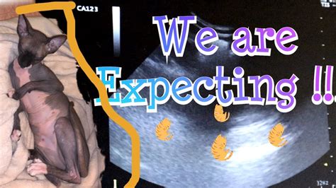 Pregnant Sphynx Breeder Her First Ultrasound Youtube