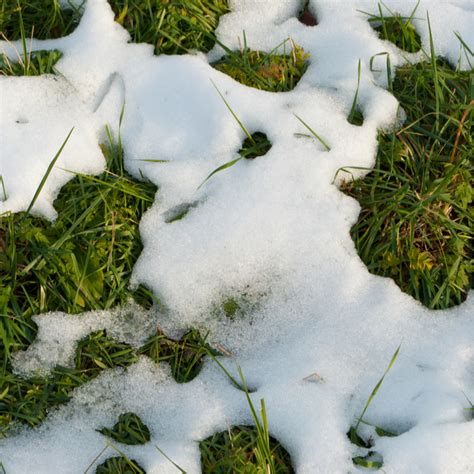 How To Prevent Snow Mold Turf Unlimited