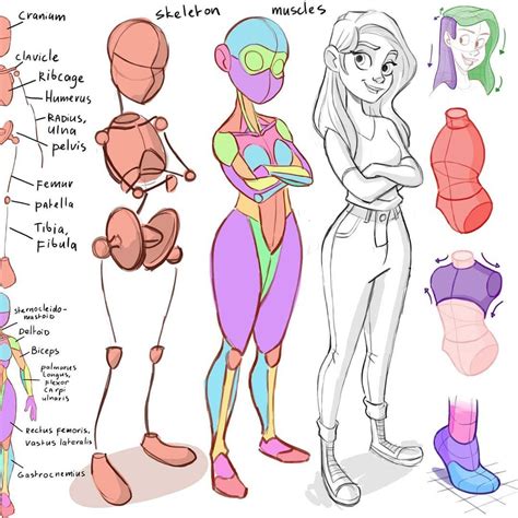 i m using basic anatomy for my drawings i don t know every muscle and don t really need i