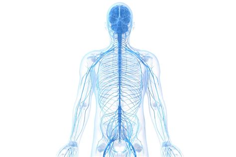 The nervous system is extremely complicated, but we should definitely know the basics, so let's dive in! Learn About the Peripheral Nervous System