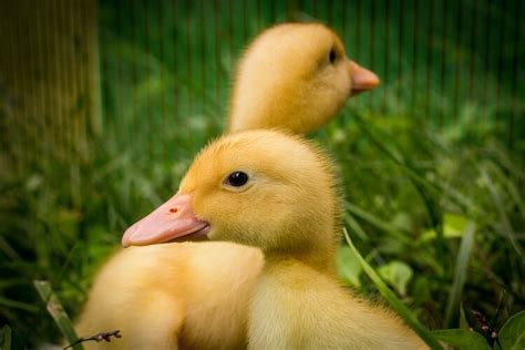 Pekin Duck All You Need To Know Care Eggs And More Chickens And More